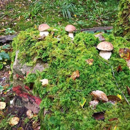 Gite De Rarounette Au Coeur Des Vosges Celles-sur-Plaine Exterior foto