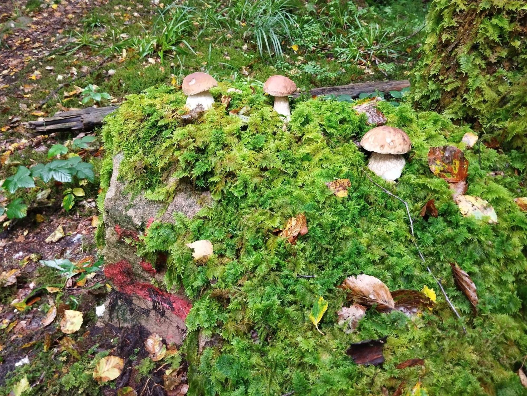 Gite De Rarounette Au Coeur Des Vosges Celles-sur-Plaine Exterior foto