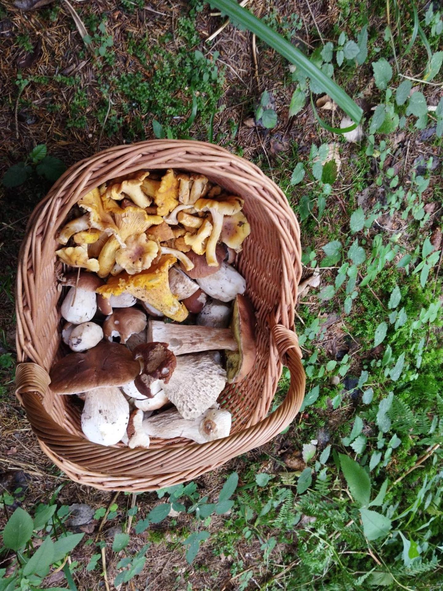 Gite De Rarounette Au Coeur Des Vosges Celles-sur-Plaine Exterior foto