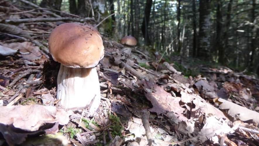 Gite De Rarounette Au Coeur Des Vosges Celles-sur-Plaine Exterior foto