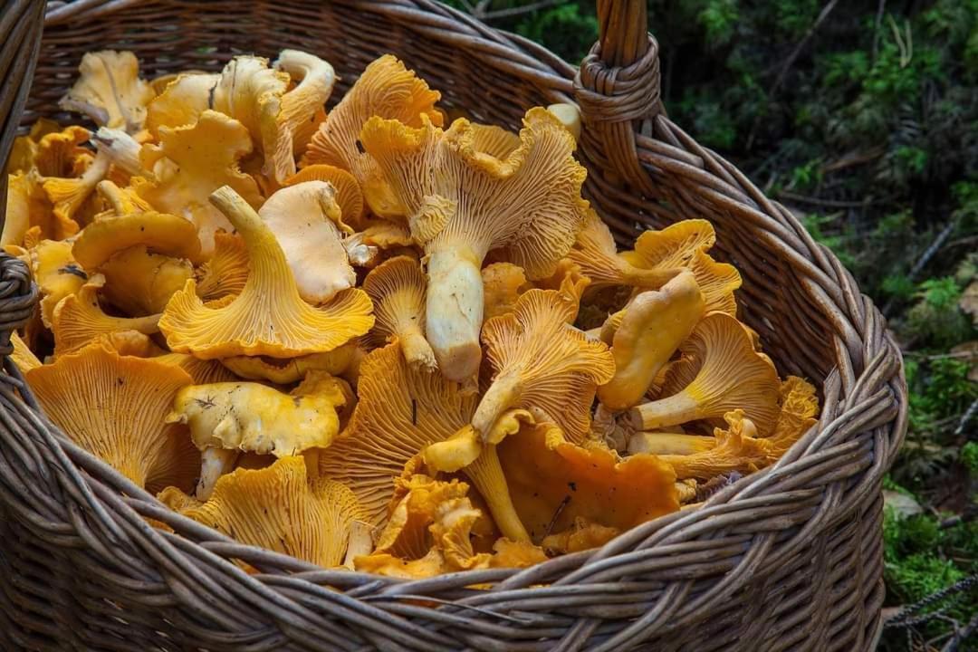Gite De Rarounette Au Coeur Des Vosges Celles-sur-Plaine Exterior foto